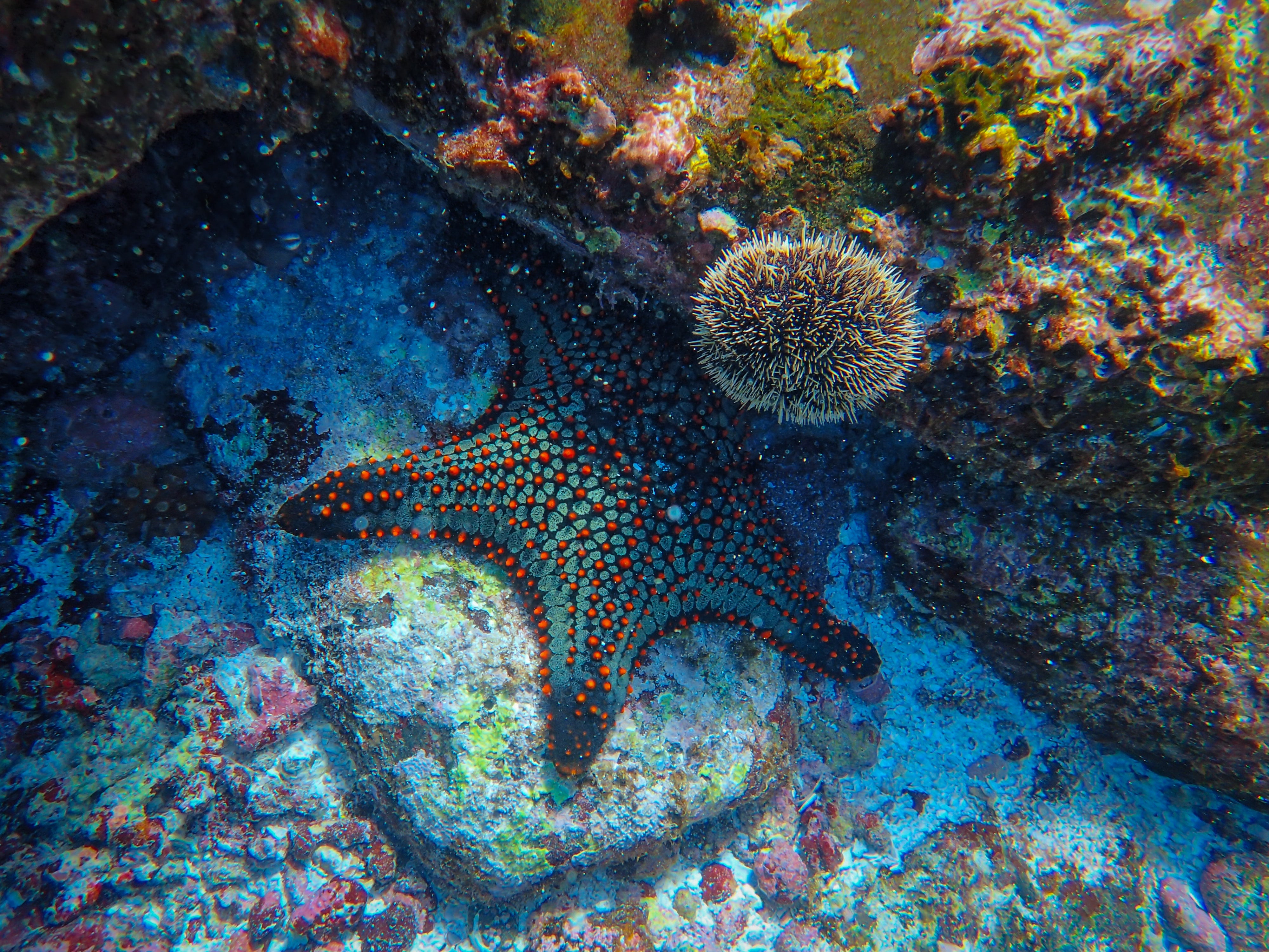 pacific ocean underwater animals