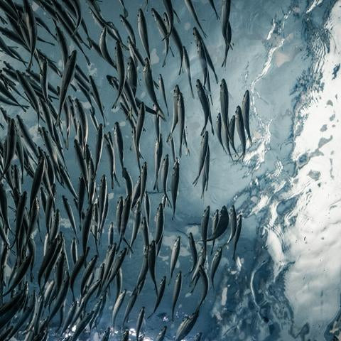 SUSTAINABLE SEAFOOD | Overfishing + What We Do Now
