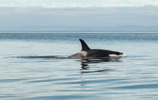 ORCAS | Preserving Nature, Preserving Families